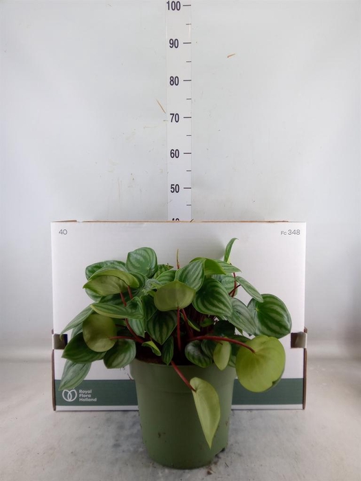<h4>Peperomia argyreia</h4>