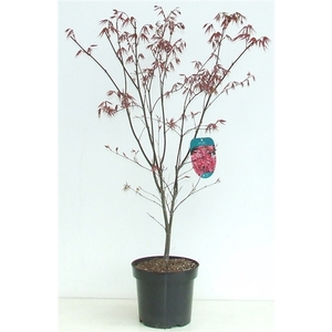 Acer palmatum 'Red Emperor' P26