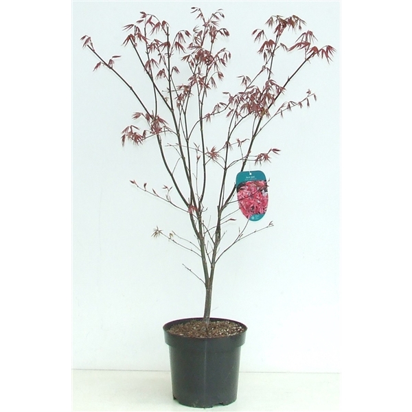 <h4>Acer palmatum 'Red Emperor' P26</h4>