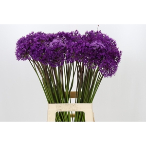Allium Purple Sensation