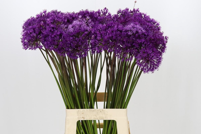 <h4>Allium Purple Sensation</h4>