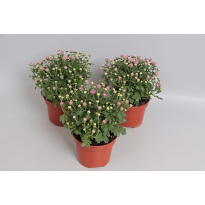 Potchrysant Pink