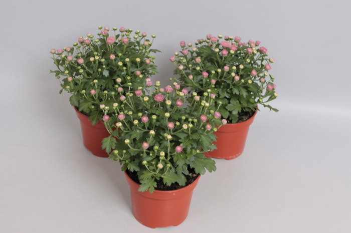 Potchrysant Pink