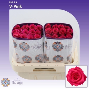 Rosa gr V-ipink