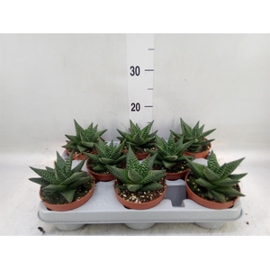 xGasterhaworthia  'Royal Highness'