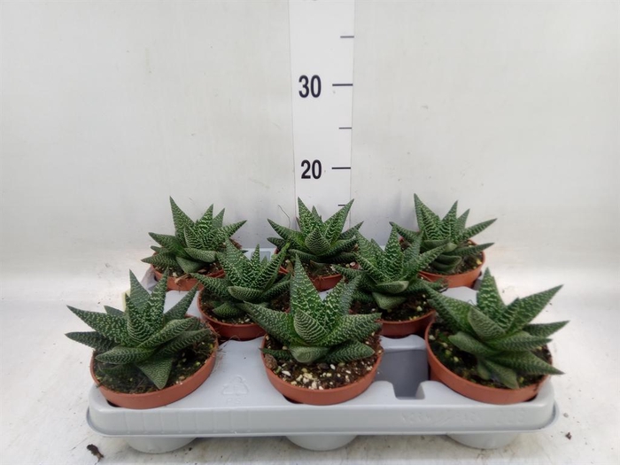 <h4>xGasterhaworthia  'Royal Highness'</h4>