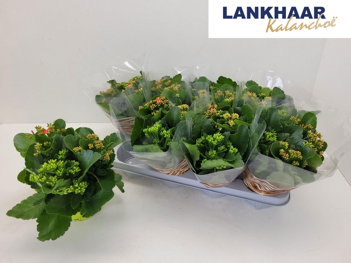 <h4>KAL EN GEM IN POT</h4>