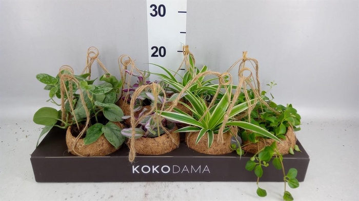 <h4>Planten Groen   ...mix  4</h4>