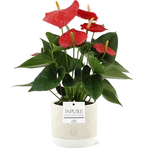 Anthurium 12 cm Esudo in Pure Jade ceramic