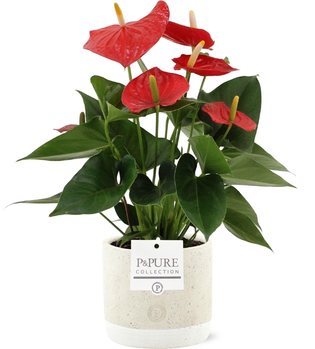 <h4>Anthurium 12 cm Esudo in Pure Jade ceramic</h4>