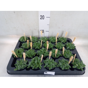 Delosperma echinatum