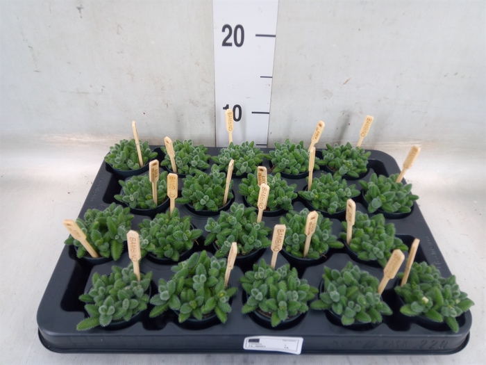 <h4>Delosperma echinatum</h4>