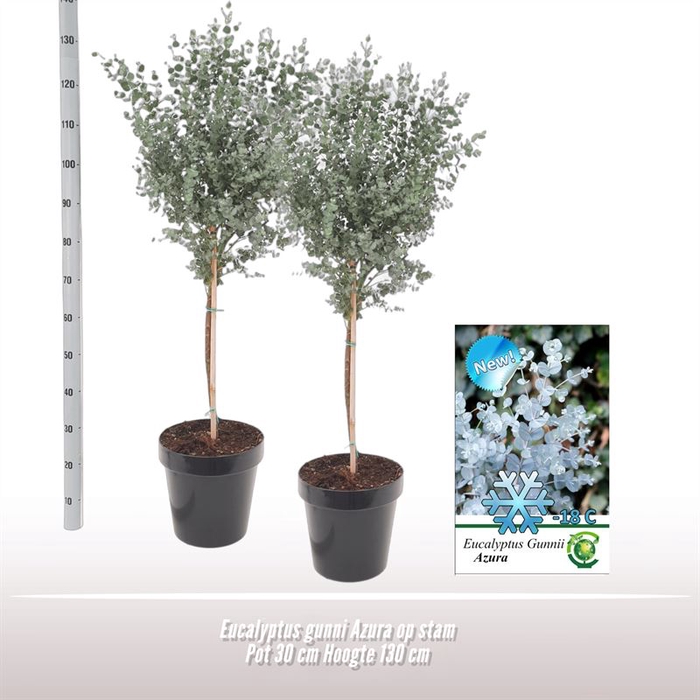 <h4>Eucalyptus gunnii Azura op stam</h4>