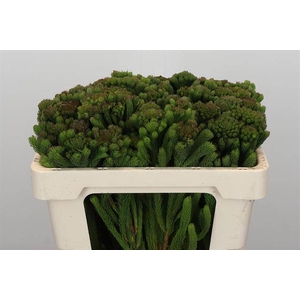 Cape green albigreen