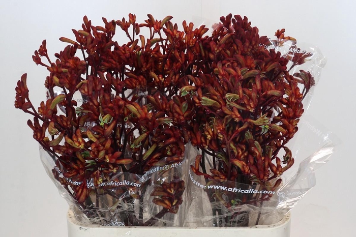 <h4>ANIGOZ EARLY SPRING</h4>