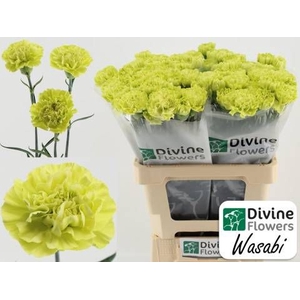 DI ST WASABI