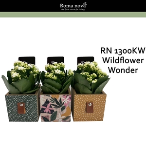 Kalan Rom 1300KW Wildflower Wonder