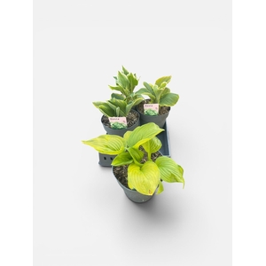 VASTE PLANTEN OV
