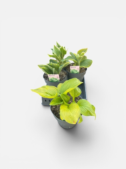 <h4>VASTE PLANTEN OV</h4>