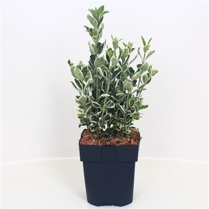 Euonymus japonicus 'Kathy' P17