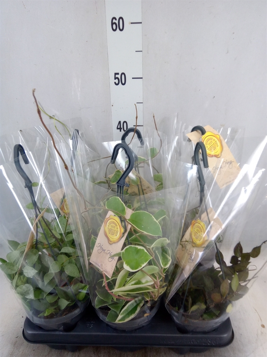 <h4>Hoya   ...mix</h4>