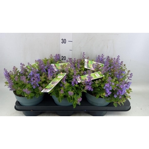 Nepeta  'Cats Pajamas'