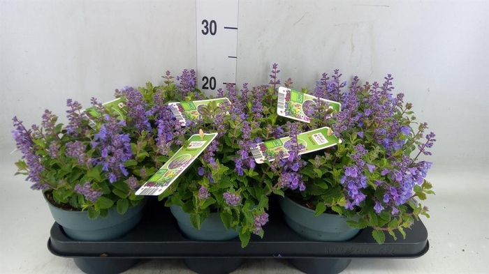 <h4>Nepeta  'Cats Pajamas'</h4>