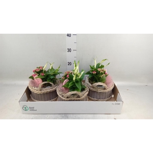 Arr.    Planten  L%