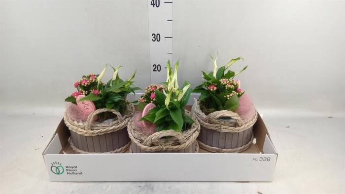 <h4>Arr.    Planten  L%</h4>