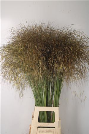 <h4>Stipa Gigantea</h4>