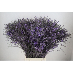 Ginster 400gr Milka P Bunch