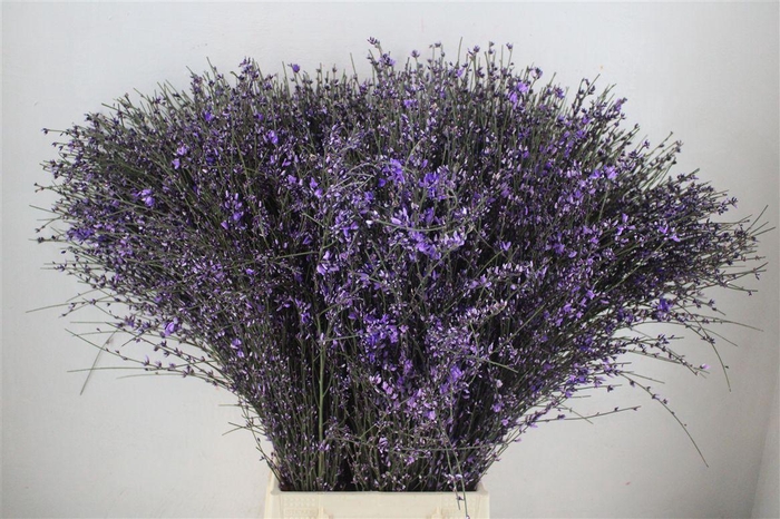 <h4>Ginster 400gr Milka P Bunch</h4>