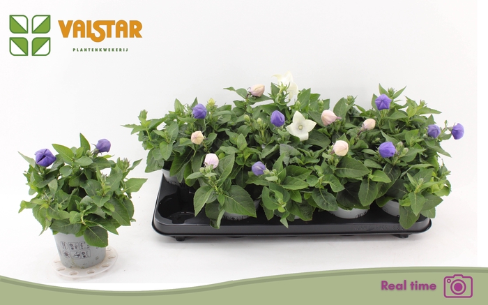 <h4>PLATYCO GR GEM</h4>