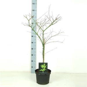 Acer palmatum 'Emerald Lace' P23 Full CC