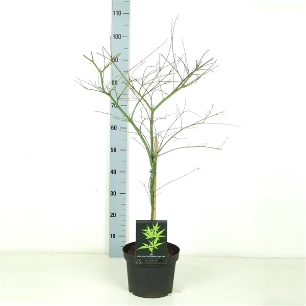 <h4>Acer palmatum 'Emerald Lace' P23 Full CC</h4>