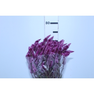 CELOSIA RABO DE GATO PINK 070 CM