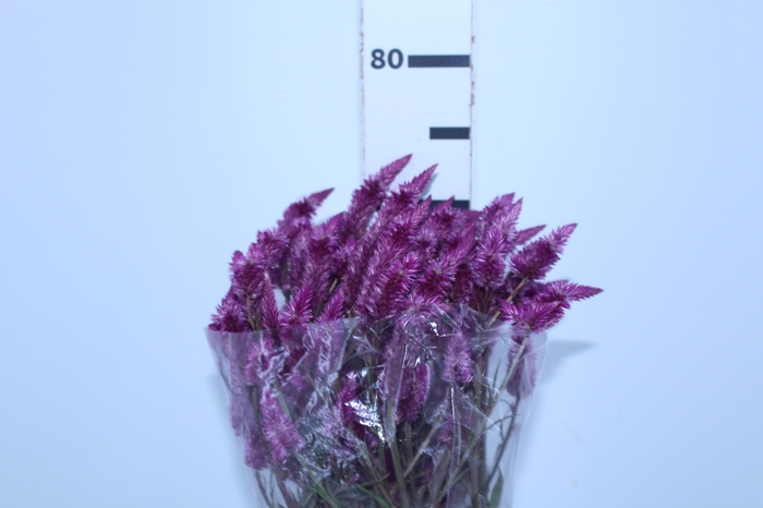 CELOSIA RABO DE GATO PINK 070 CM