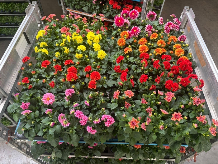 <h4>DAHLIA ROYAL GEM</h4>