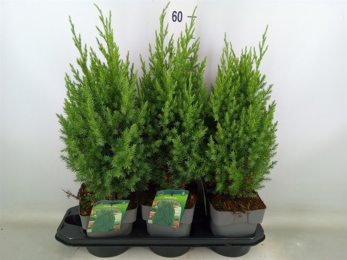 <h4>Chamaecyparis obt.</h4>