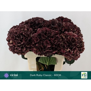 Hydrangea mag dark ruby classic