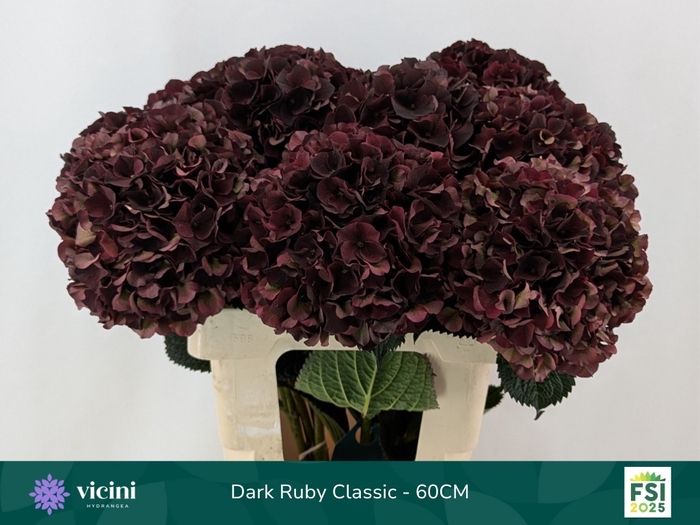 <h4>Hydrangea mag dark ruby classic</h4>