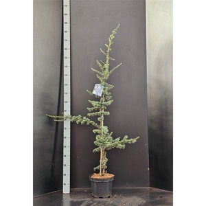 Cedrus libani Glauca