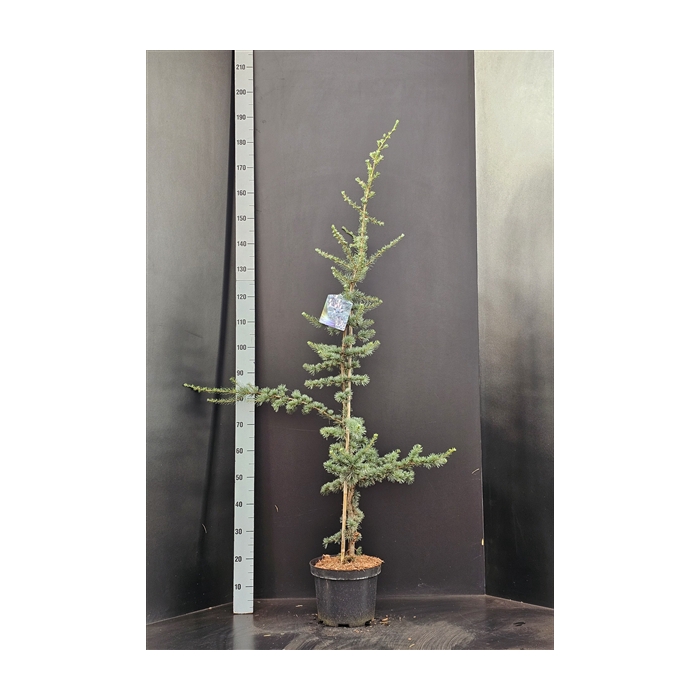 <h4>Cedrus libani Glauca</h4>