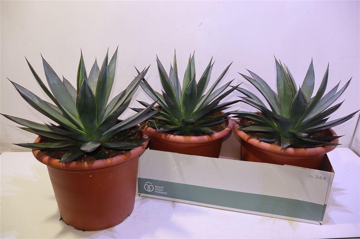 <h4>Agav Shaka Zulu</h4>