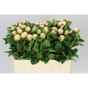 Paeonia Raspberry Sundae