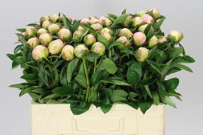 <h4>Paeonia Raspberry Sundae</h4>
