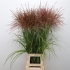 Miscanthus Rotfeder