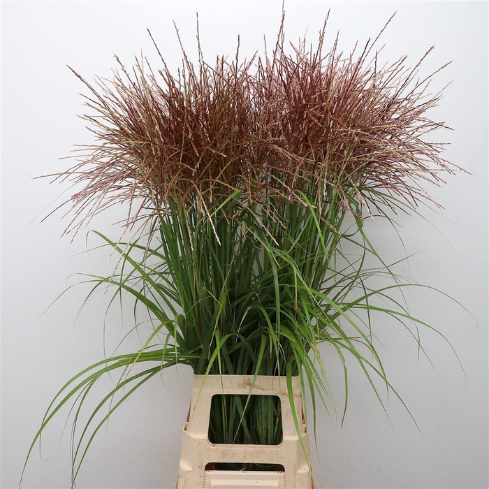 Miscanthus Rotfeder