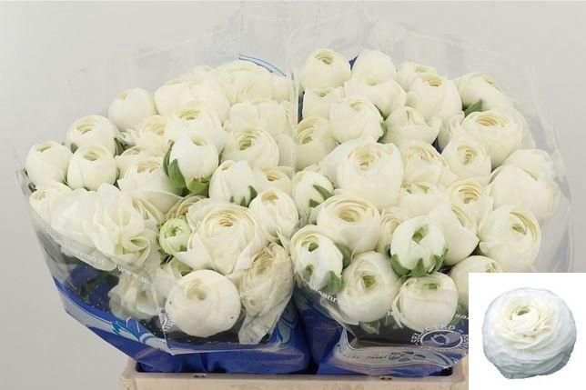 <h4>RAN SU NIVEO</h4>