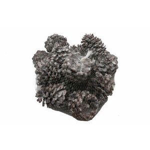 Pinecone Pinea L9/12 100 Pcs
